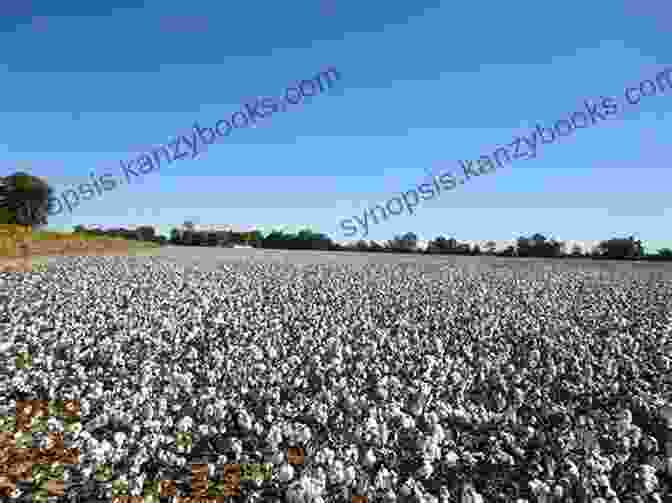 A Photograph Of A Cotton Field In Mississippi The Mississippi Encyclopedia James G Thomas