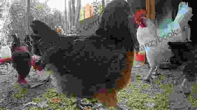 Hens Clucking In A Coop Old Mikamba Had A Farm