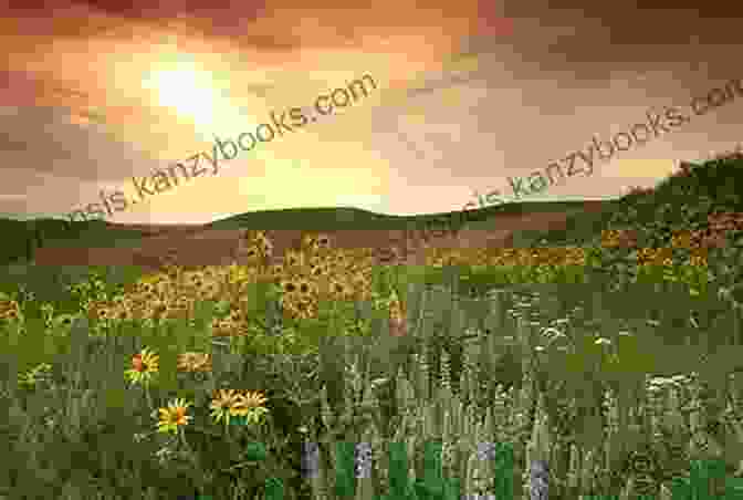 Rolling Hills Of Prairie Wildflowers Let S Grow On The Northern Prairie